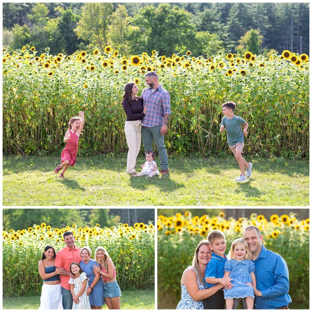 sunflower mini